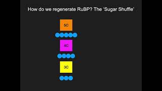 83 Regeneration of Ribulose Bisphosphate RuBP [upl. by Aneehsal]