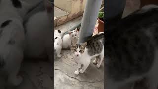 Balaca pisik balalari pisik pisi pisikler funny kitten keşfet [upl. by Gildea994]