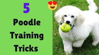 How to Train your Poodle Easy Yet Most Effective Method [upl. by Asoramla]