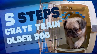 How to Crate Train an Adult Dog  Here are 5 Easy Steps [upl. by Mizuki]