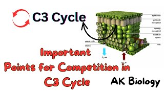 Important points for exam of C3 Cycle  Photosynthesis Quick review [upl. by Dusty]