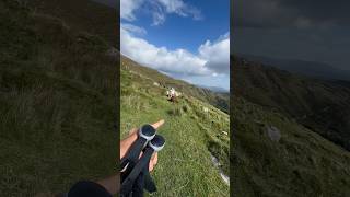 Wie komme ich an diesen Kühen vorbei irland wandern [upl. by Flinn765]