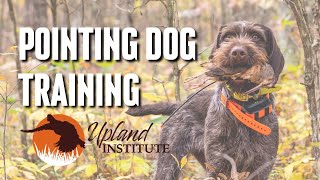 WATCH THIS to train your pointing dog  The Upland Institute  Bird Dog Training Near Me [upl. by Aihsiek743]