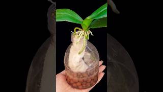 The orchid plant takes root quickly and produces young leaves with just this one spoon plants grow [upl. by Aniakudo452]