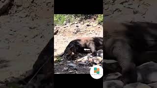 KOMODO DRAGON EATING BABY GOAT ALIVE komodo goat animals [upl. by Nonnag566]