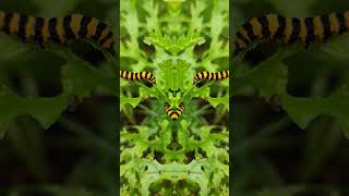 quotCaterpillar Ravequot nature memes animals funny subscribe escapism [upl. by Decca]