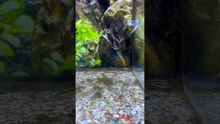 tetras tetra petco yulee florida fish freshwater active schooling hardy southamerica [upl. by Ainwat692]