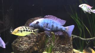 Fossorochromis rostratus [upl. by Roobbie]