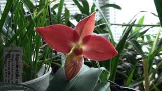 Phragmipedium besseae in full bloom February 2012 [upl. by Eckardt]