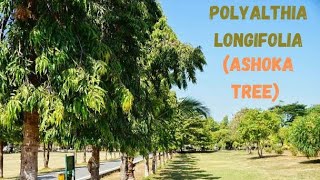 Polyalthia longifolia  Ashok ped  Polyalthia tree  Ashok poda [upl. by Doy]