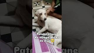 Bare Kanjoos ho 🥹 funny pluto dog comedy shorts [upl. by Arica649]