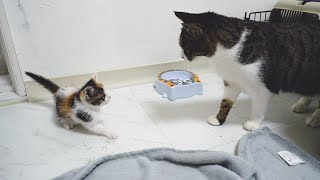 When The Rescued Kitten Meets a Big Cat For The First Time😆 [upl. by Forland]