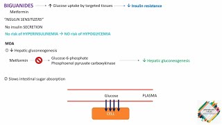 ORAL HYPOGLYCEMIC AGENTS  PART 2  BIGUANIDES  METFORMIN [upl. by Lucilla]