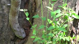 TIGER SNAKE Climbing Down a Tree Trunk [upl. by Atiraj]