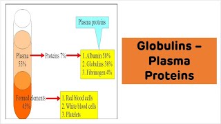 Globulins Explained with Examples  Plasma Proteins [upl. by Ahsinnek]