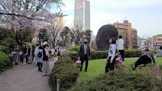 🇯🇵Roppongi Hills to Mouri Garden 🌸Cherry Blossom Season [upl. by Aleina]