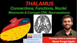 Thalamus  Functions Connections Nuclei  Thalamus Anatomy  Thalamus Physiology Neuroanatomy CNS [upl. by Declan]