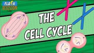 GCSE Biology Revision Guide  Mitosis amp The Cell Cycle [upl. by Hampton]