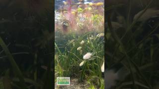 TILAPIA EAT DUCKWEED [upl. by Vito90]