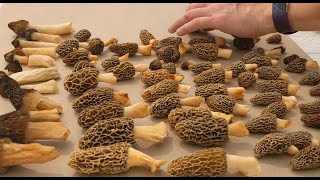 First Morel Mushrooms 2020  Centerpinning a New Species [upl. by Nikolas]