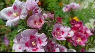 1574  Godetia Flowerगोडेशिया फ्लॉवरClarkia AmoenaSatin Flower  Care amp Propagation [upl. by Anivle]