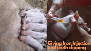 IRON INJECTION AND TEETH CLIPPING OF PIGLETS IN BENIN CITY NIGERIA [upl. by Eirret]