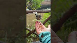 Lovely Birds you see on this Levada trail in Madeira [upl. by Heigl]