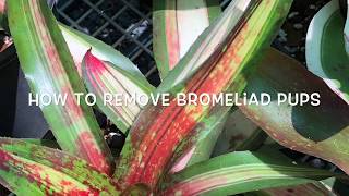 HOW TO REMOVE BROMELIAD Offsets PUPs Babies Tools  More [upl. by Reina]