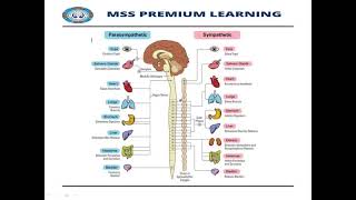 Introduction to autonomic nervous systempharmacology Demo lecture 1 by MSS permium learning [upl. by Dam470]