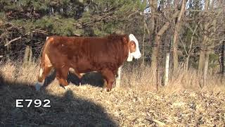 2018 Brink Fleckvieh Simmental Bull Sale Lots 7797115 [upl. by Napoleon]