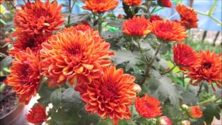 Pruning and Propagating Chrysanthemums in a Pot [upl. by Ondrej]