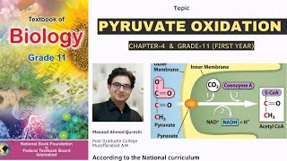 Pyruvate Oxidation  Biology  Grade 11  Urdu Hindi English  Federal Board Pakistan 2024 [upl. by Sanchez804]