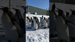 Meet many cute creatures in Asahiyama Zoo Hokkaido 💕 japanmase penguin asahiyama [upl. by Tomas]