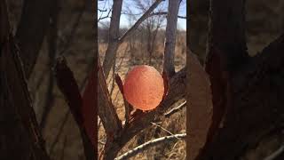 Gum Acacia  Uses of Gum Acacia  बबूल के गोंद का उपयोग  Use of Indian Gum  Use of Gum Arabic [upl. by Enirac]