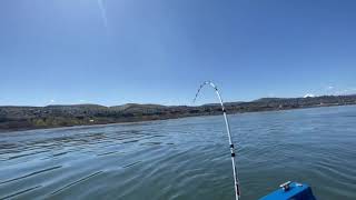 Monster 8 foot Sturgeon Jumping out of the Water on the Columbia River [upl. by Nonnahs]