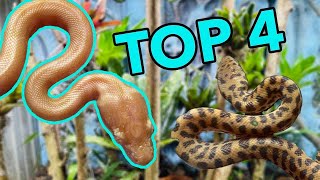 The Best Australian beginner Snakes [upl. by Malan]