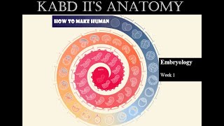 Embryology  Week 1 [upl. by Grodin246]