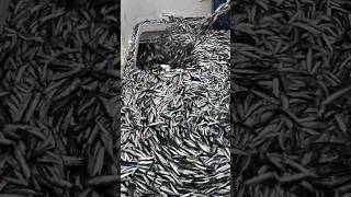 Fishing viralvideo shorts fishing ocean fish animals fyp parati videos video fypシ゚viral [upl. by Ruffina516]