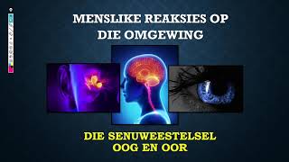 Lewenswetenskappe GR12 Menslike reaksie op die omgewing Les1 [upl. by Cooe]