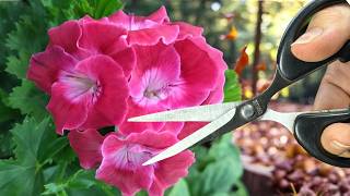 Don’t Be Afraid Definitely do this with your geraniums in the fall [upl. by Ann]