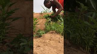 Harvesting the freshest homegrown Jute leaves from my garden Dinner  vegetablefarming gardening [upl. by Eirol691]