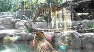 Tiger Battle at the Hogle Zoo [upl. by Veronique]