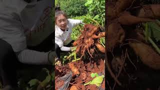 How to harvest fresh melon  grow it in rural area agriculture farming enjoy [upl. by Haynor]