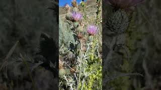 Weed ID Jackson Hole Thistle vs Musk Thistle [upl. by Zenas]