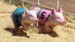 Sarasota County Fair Pig Races March 18th 2015 Race 1 quotPork Chop Pamquot winner [upl. by Zetrauq]