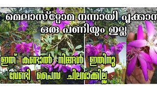 മെലാസ്റ്റോമ നിറയെ പൂവിടാൻ ഇതൊക്ക ചെയ്താൽ മതി  Melastoma flowering tips [upl. by Maggi]