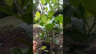 Grafting EVIARC Sweet Jackfruit using the inarching method [upl. by Ynahirb]