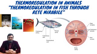 Animal Form amp Functions Lec14 Thermoregulation in Fish using Rete Mirabile UrduHindi [upl. by Enra392]