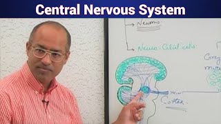 Central Nervous System  Major Divisions  Neuroanatomy [upl. by Esaj]