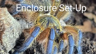 Enclosure setup for my OLD WORLD tarantula  Harpactira Pulchripes AKA Golden Blue Legged Baboon [upl. by Akinirt]